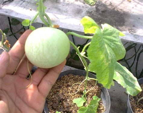 Tanaman Buah Yang Bisa Ditanam Di Pot Kecil Bibitbunga