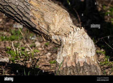 Tree being cut down by beavers in a park Stock Photo - Alamy