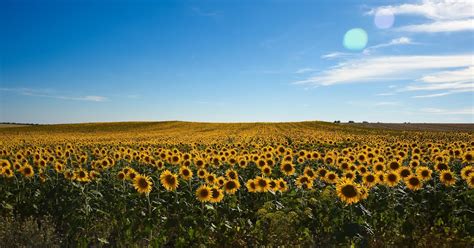 Fotografía Laura Raya DESCUBRE POR QUÉ LOS GIRASOLES SIGUEN AL SOL