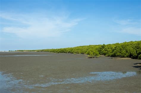 Premium Photo | Mangrove forest on the beach