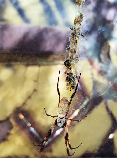 Golden Orb Weaver Web – Ausemade