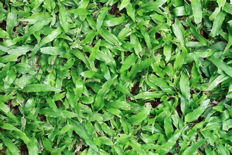 Tropical Carpet Grass Images Browse 953 Stock Photos Vectors And