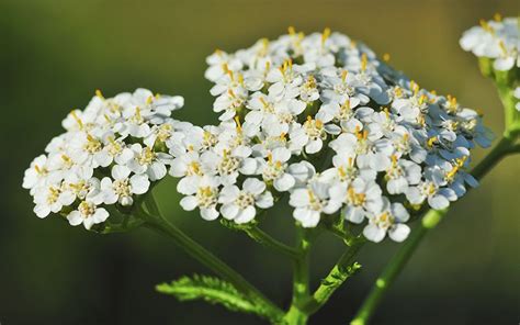 Curiosidades Ii La Milenrama Historia Y Beneficios Mi Jardín Ibérico