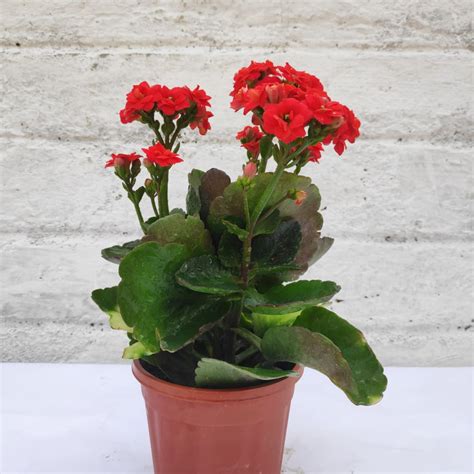 Calanchchu Red Kalanchoe Plant Nestreeo