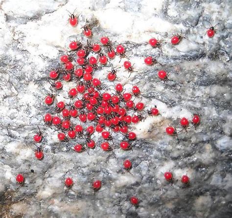 Tiny Bright Red Bugs Stink Bug Nymphs Largus BugGuide Net