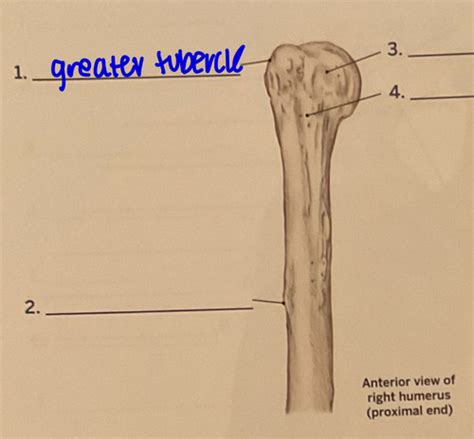 Bony Landmark Of Humerus Flashcards Quizlet