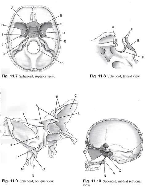 Sphenoid Diagram Quizlet