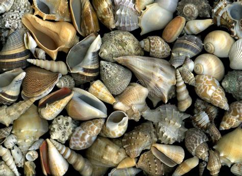 Seashells Stock Photo Image Of Nature Details Close 10004388