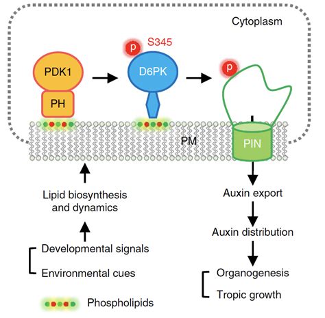 科学网—nature Plants：拟南芥中脂质信号通过磷酸化级联调控pin介导的生长素流 郝兆东的博文