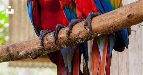 Deux Perroquets Rouges Sur Bâton Photo Photo Oiseau Gratuite Sur Unsplash