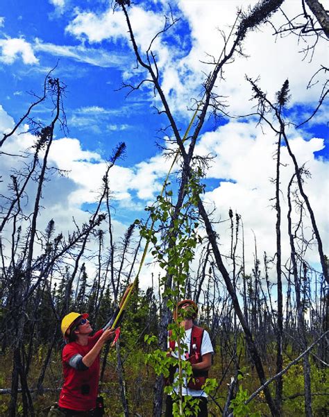 Field Crew Members Measuring Tree Heights In A Recently Burned Black