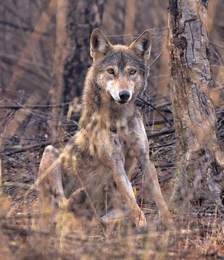 110+ Native American Wolf Names - The Dogman