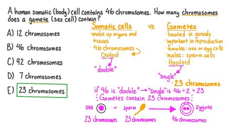 Question Video Recalling Key Facts About Chromosomes Nagwa 58 OFF