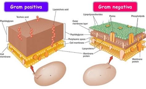 Diferenças entre Bactérias Gram e Gram Bio Nota 10