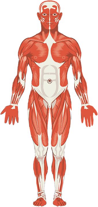 Muscular System Diagram Quizlet