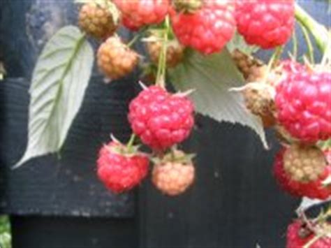 teelt tips voor framboos