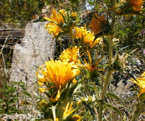 16 Plantas Silvestres Para Identificar Guía De Jardín