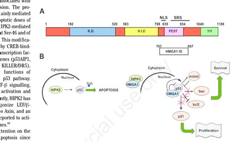 A Structural Diagram Of The Homeodomain Interacting Protein Kinase 2