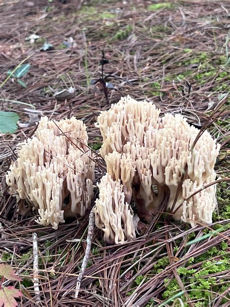 Upright Coral Fungus R Mycology