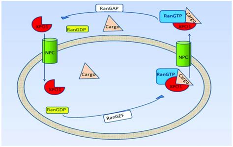 Schematic Representation Of The Nucleocytoplasmic Transport The Npc