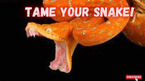 9 Ways On How To TAME SNAKE Snakes Discovery Channel Documentary