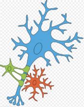 Glial Cells - Physiopedia