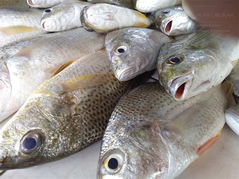 Kenali Pelbagai Jenis Ikan Di Pantai Timur Sabah Amies Little Kitchen