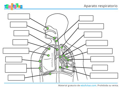 El Aparato Respiratorio Y Sus Partes Para Cuarto De Primaria Fichas Para Imprimir