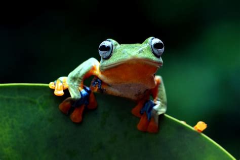 Premium Photo Flying Tree Frog Wallace Frog Javan Tree Frog