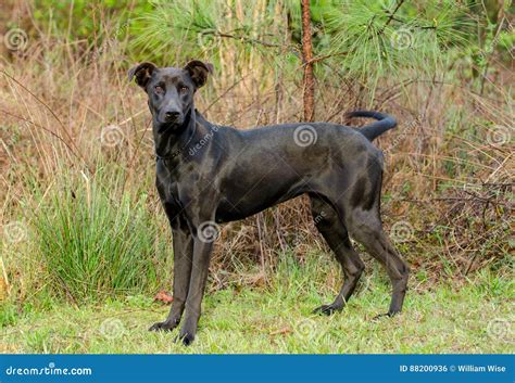 黑拉布拉多短毛猎犬被混合的品种狗 库存照片 图片 包括有 室外 步行者 拉布拉多 小狗 浣熊 摄影 88200936