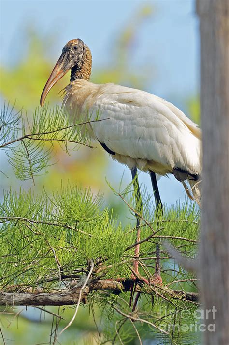 Stork In A Tree Photograph By Natural Focal Point Photography Pixels