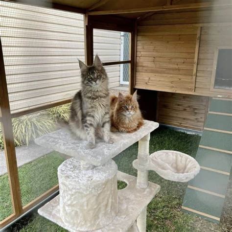 Get The Best Cat Enclosure Accessories Coops And Cages