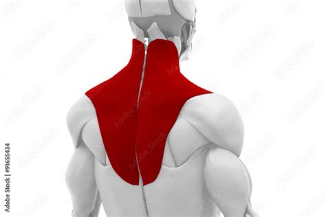 Trapezius Muscles Anatomy Map Stock Illustration Adobe Stock