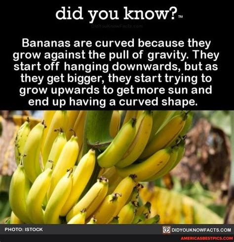 Did You Know Bananas Are Curved Because They Grow Against The Pull