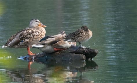 Green Winged Teal With Mallards Park Point Duluth MN 81 Flickr