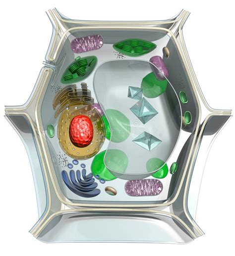 Plant Cell Stock Vector Illustration Of Organelles Biology 44135679