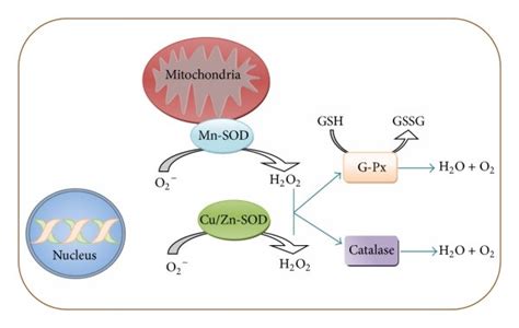 Main Antioxidant Enzymes And Their Substrates These Enzymes Have