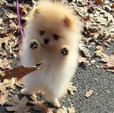 Mini chien : 40 petites boules de poils à croquer ! | Animaux les plus ...