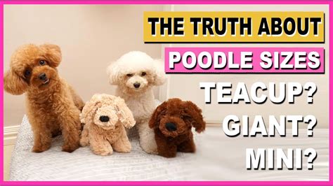 tiny toy poodle vs teacup poodle - Shawanna Galvez