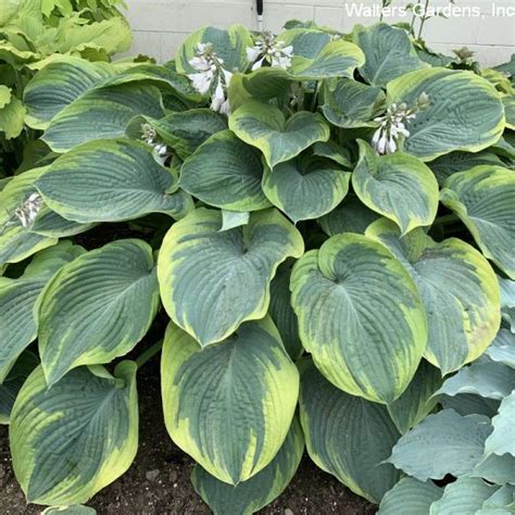 Hornbaker Gardens Inc Hosta Terms Of Endearment Large