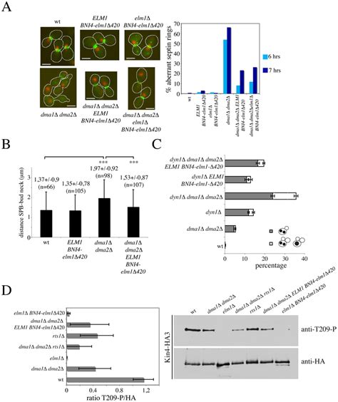 Restoring Elm1 localization at the bud neck of dma1Δ dma2Δ cells