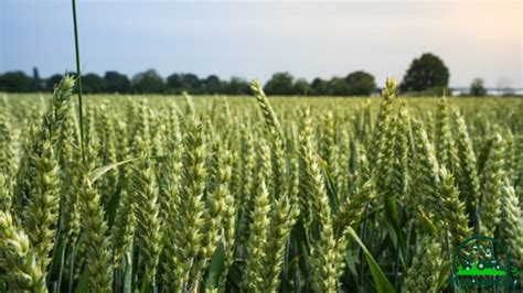 How to Best Wheat Farming Guide - MyAgriLife