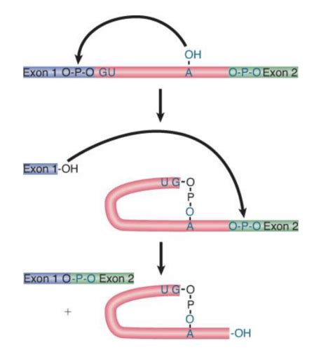 Module A Rna Splicing And Translation Mrna Generation Flashcards