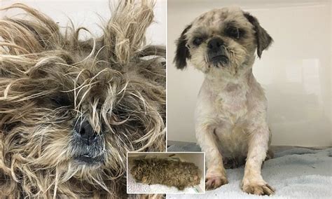 Neglected dog with a mop of dirty matted gets a hair cut | Daily Mail Online