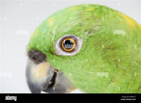 Close Up Of Parrot Eye Isolated On White Studio Background Stock Photo