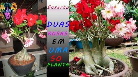 Enxertia Para Varias Cores Na Rosa Do Deserto Cultivodeplantas Youtube