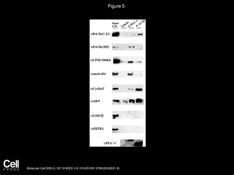 Volume 6, Issue 2, Pages (August 2000) - ppt download