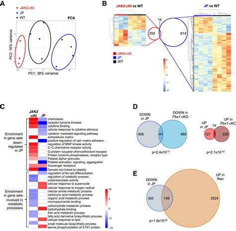 Pbx1 Directed Stem Cell Transcriptional Program Drives Tumor