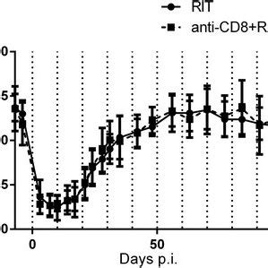 Myelosuppression after treatment. White blood cells in animals treated ...