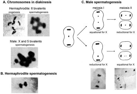 Figure 3 The Sexual Chromosome In C Elegans Cytological Analysis